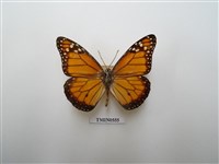 藏品(新北區蝴蝶)的圖片